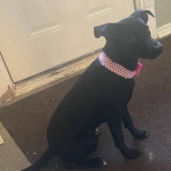 Libby -  Australian Shepherd and Flat Coated Retriever Dog for Adoption in Metamora, Michigan - Libby | PetCurious