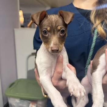 Tweedledum -  Rat Terrier and Mixed Breed Dog for Adoption in Madison, Wisconsin - Tweedledum | PetCurious