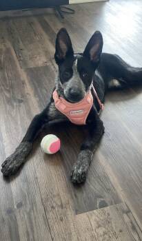 Windsor -  Cattle Dog Dog for Adoption in Euless, Texas - Windsor | PetCurious