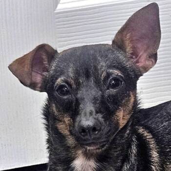 Cardi B -  Chihuahua and Mixed Breed Dog for Adoption in Corpus Christi, Texas - Cardi B | PetCurious