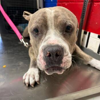 Max -  Pit Bull Terrier Dog for Adoption in Lufkin, Texas - Max | PetCurious