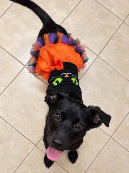 Cat Woman Super Hero -  Black Labrador Retriever and Pit Bull Terrier Dog for Adoption in Friendswood, Texas - Cat Woman Super Hero | PetCurious