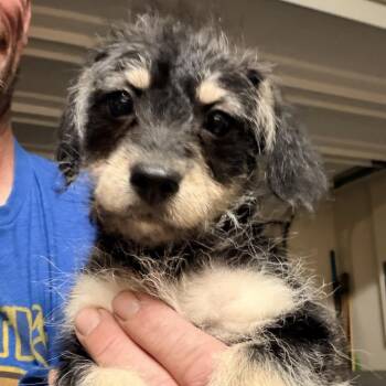 Terrier Dogs Available for Adoption - Woody | PetCurious