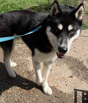 Rescue Siberian Husky and Spitz Dogs for Adoption in York, South Carolina - Delta | PetCurious