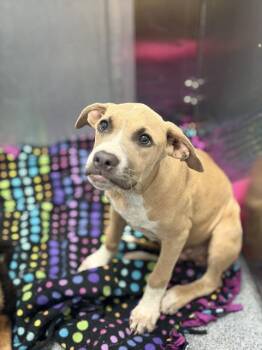 TONI -  Mixed Breed Dog for Adoption in Dallas, Texas - TONI | PetCurious
