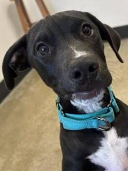 Louie -  Pit Bull Terrier Dog for Adoption in Cleveland, Ohio - Louie | PetCurious