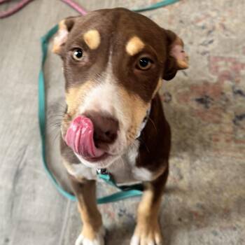 Ken -  Terrier Dog for Adoption in Calabash, North Carolina - Ken | PetCurious