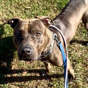 Patrick Swayze -  Pit Bull Terrier Dog for Adoption in Buffalo, New York - Patrick Swayze | PetCurious