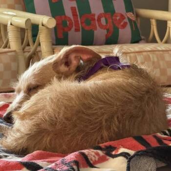 Terrier Dogs Available for Adoption in Alafaya, Florida - Hunny | PetCurious