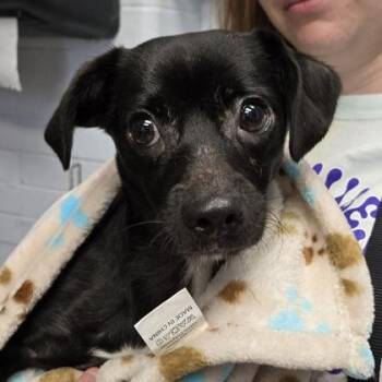 Banner -  Chihuahua Dog for Adoption in Philadelphia, Pennsylvania - Banner | PetCurious
