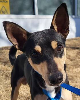 Rat Terrier Dogs Available for Adoption - Bean | PetCurious