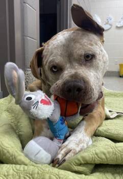 Reuben -  Pit Bull Terrier and Mixed Breed Dog for Adoption in Westland, Michigan - Reuben | PetCurious