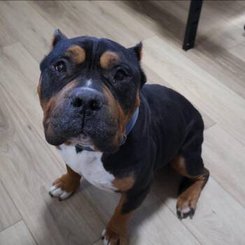 Rescue American Bully and Pit Bull Terrier Dogs for Adoption in Albuquerque, New Mexico - Carl | PetCurious