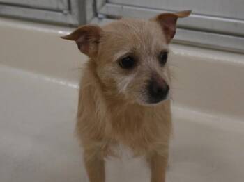 Terrier Dogs Available for Adoption in Portland, Oregon - Bo Bo | PetCurious