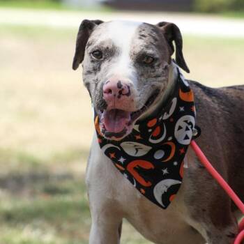 Wilbur -  Catahoula Leopard Dog Dog for Adoption in Columbia, South Carolina - Wilbur | PetCurious