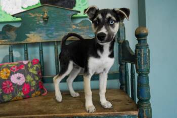 Siberian Husky Dogs Available for Adoption in San Antonio, Texas - Moonshine | PetCurious