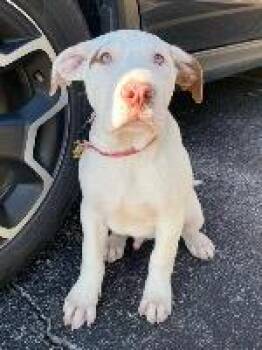 Mashed Potatoes “Spuds” -  Pit Bull Terrier Dog for Adoption in Valley Park, Oklahoma - Mashed Potatoes “Spuds” | PetCurious