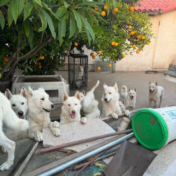 Husky Dogs Available for Adoption in Torrance, California - 6 Month Old White Husky Pups | PetCurious