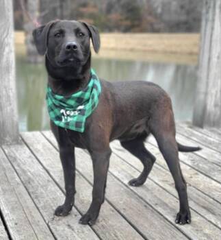 Labradoodle and Mixed Breed Dogs Available for Adoption - Espresso | PetCurious