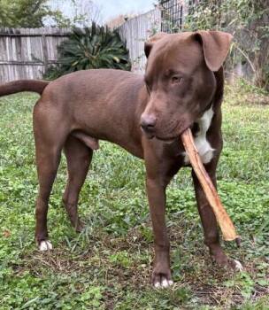 Dasher -  American Staffordshire Terrier and Chocolate Labrador Retriever Dog for Adoption in Magnolia, Texas - Dasher | PetCurious