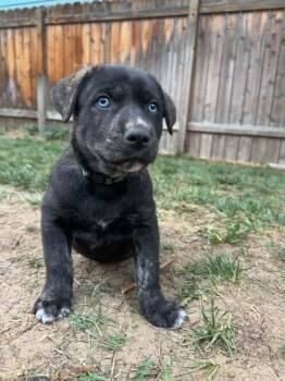 Cosmo -  Labrador Retriever Dog for Adoption in Parker, Colorado - Cosmo | PetCurious