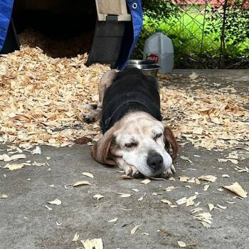 Happy -  Beagle Dog Available for Adoption in Rossville, Georgia - Happy | PetCurious