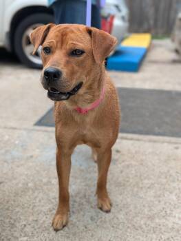 Dolly -  Mixed Breed Dog for Adoption in Huntsville, Alabama - Dolly | PetCurious