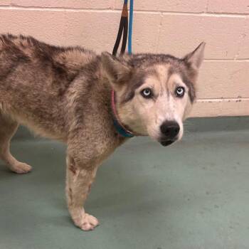 Linsey -  Mixed Breed Dog for Adoption in Memphis, Tennessee - Linsey | PetCurious