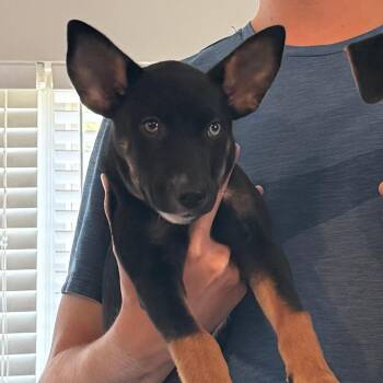 Bingo -  Mixed Breed Dog for Adoption in Saint Charles, Missouri - Bingo | PetCurious
