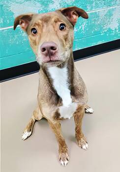 Kokomo -  Mixed Breed Dog for Adoption in Nashville, Tennessee - Kokomo | PetCurious