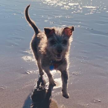 Terrier and Mixed Breed Dogs Available for Adoption - Jazz | PetCurious