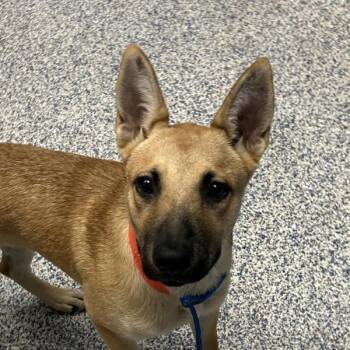 Luna -  Shepherd Dog for Adoption in Golden, Colorado - Luna | PetCurious