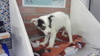 Siberian Husky and Mixed Breed Dogs Available for Adoption in Houston, Texas - A2070794 | PetCurious