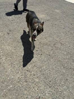 Australian Cattle Dog Blue Heeler Dogs Available for Adoption in Stockton, California - ROOT | PetCurious