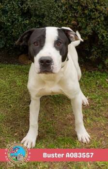 Buster -  Labrador Retriever Dog for Adoption in Mobile, Alabama - Buster | PetCurious