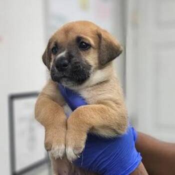 Potato -  Shepherd Dog for Adoption - Potato | PetCurious