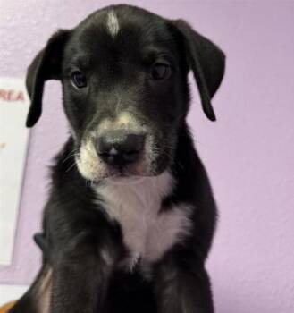 61570371 -  Mixed Breed Dog for Adoption in El Paso, Texas - 61570371 | PetCurious