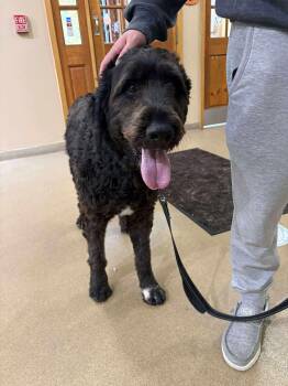 Caesar -  Standard Poodle and Great Pyrenees Dog for Adoption in Westwood, New Jersey - Caesar | PetCurious