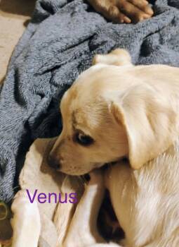 Rescue Chihuahua and Dachshund Dogs for Adoption in Welling, Oklahoma - Venus | PetCurious