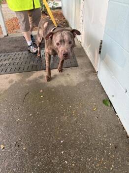 Lucille -  Mixed Breed Dog for Adoption in Mobile, Alabama - Lucille | PetCurious