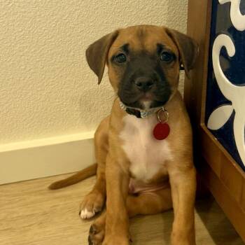 Licorice -  Mixed Breed Dog for Adoption in Portland, Oregon - Licorice | PetCurious