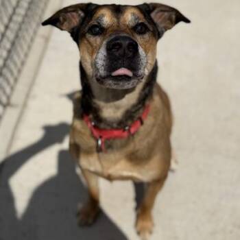 Rango -  Mixed Breed Dog for Adoption in Janesville, Wisconsin - Rango | PetCurious