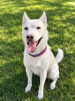 Haven -  Mixed Breed Dog for Adoption in Lagrange, Indiana - Haven | PetCurious