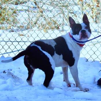 Pit Bull Terrier Dogs Available for Adoption - Happy Feet | PetCurious