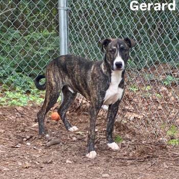 Gerard -  Shepherd and Labrador Retriever Dog for Adoption in Little Rock, Arkansas - Gerard | PetCurious