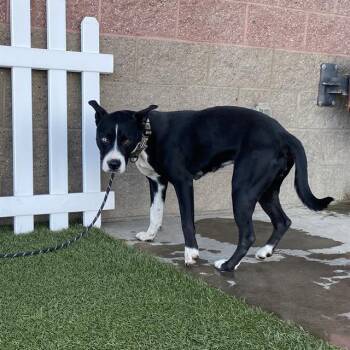 BONKSY -  Pit Bull Terrier and Mixed Breed Dog for Adoption in Modesto, California - BONKSY | PetCurious