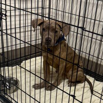 Candy Boss -  Plott Hound and Mixed Breed Dog for Adoption in Austin, Texas - Candy Boss | PetCurious