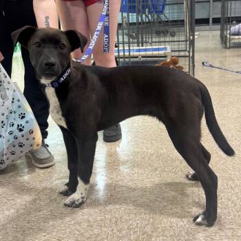 Mixed Breed Dogs Available for Adoption in Midland, Texas - FWT Mocha | PetCurious