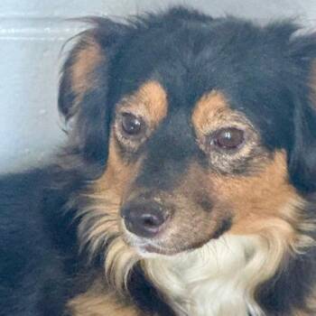 Luke Skywalker -  Terrier and Mixed Breed Dog for Adoption in Yakima, Washington - Luke Skywalker | PetCurious