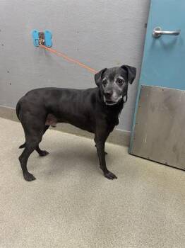 Rescue Boxer and Mixed Breed Dogs for Adoption in Las Vegas, Nevada - PRINCE | PetCurious